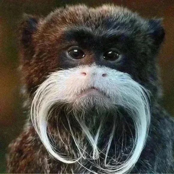 Kids/Boys Newberry Suit  Jacket - Picture 11 of 12